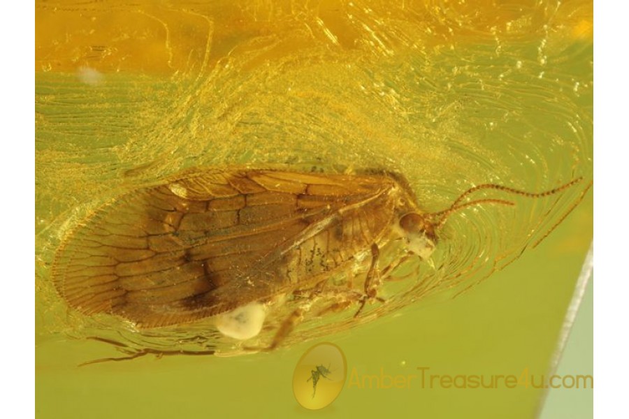 HEMEROBIIDAE Brown LACEWING in Genuine BALTIC AMBER