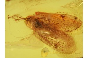 HEMEROBIIDAE Brown LACEWING in Genuine BALTIC AMBER 562