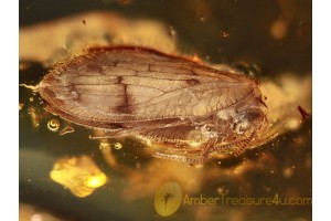 HEMEROBIIDAE Brown LACEWING in Genuine BALTIC AMBER 970