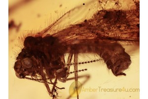 HEMEROBIIDAE Brown LACEWING in Genuine BALTIC AMBER 1097