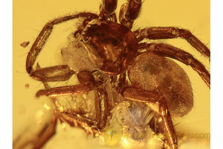 HETEROPODIDAE Huntsman Spider w Prey ? BALTIC AMBER 1083