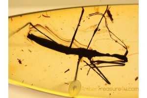 HYDROMETRIDAE Water Measurer in BALTIC AMBER 967