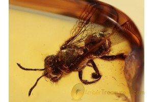 Honey Bee APIDAE in BALTIC AMBER 1099