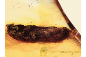 Huge 10mm PLANT BUD in BALTIC AMBER 1077