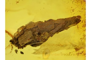 Huge 9mm CASE W LARVA Inside in BALTIC AMBER 136