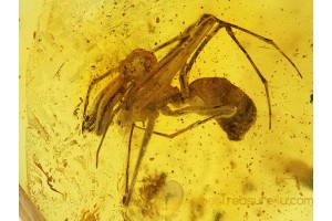 Huge ARCHAEIDAE ASSASSIN SPIDER in BALTIC AMBER 198