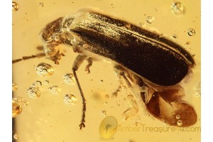 Huge CANTHARID Soldier BEETLE in Genuine BALTIC AMBER 755