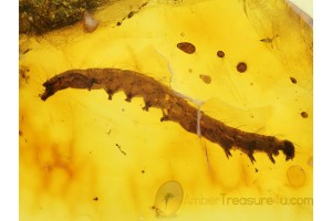 Huge CATERPILLAR Moth LEPIDOPTERA in BALTIC AMBER 204