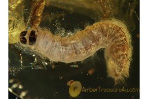 Huge CATERPILLAR Moth LEPIDOPTERA in BALTIC AMBER 398