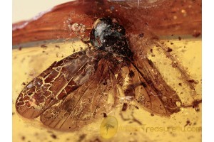 Huge CICADA Inclusion in BALTIC AMBER 1094