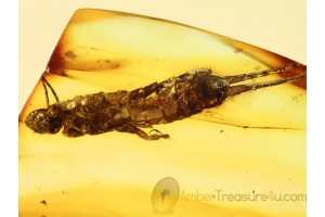 Huge DERMAPTERA EARWIG Exuviae in BALTIC AMBER 726