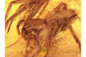 Huge Great Looking SPIDER in BALTIC AMBER 1059