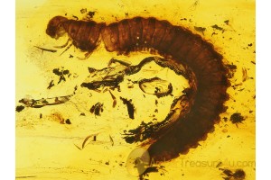 Huge MILLIPEDE DIPLOPODA  in BALTIC AMBER 176