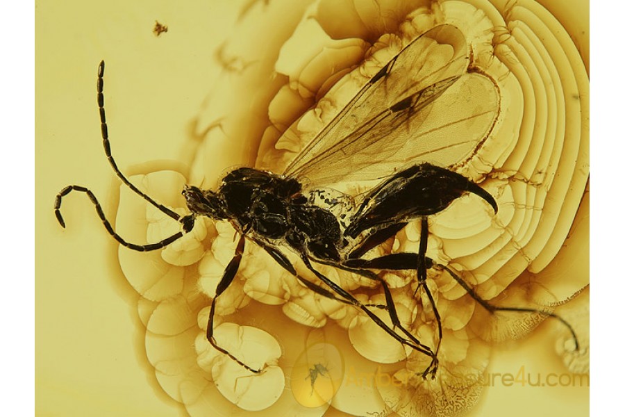Huge Proctotrupidae WASP in BALTIC AMBER 364