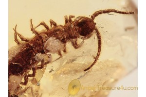 Huge STONE CENTIPEDE LITHOBIIDAE in BALTIC AMBER 1051