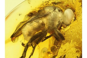 Huge Unusual MUSCOID FLY  in BALTIC AMBER 660