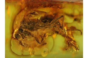 ICHNEUMON WASP Inclusion Genuine BALTIC AMBER