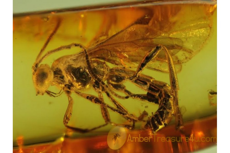 ICHNEUMON WASP Inclusion Genuine BALTIC AMBER