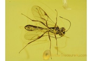 ICHNEUMON WASP Inclusion Genuine BALTIC AMBER 148