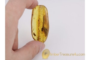 ISOPTERA Giant TERMITE Genuine BALTIC AMBER 203