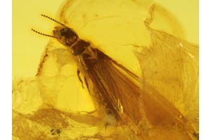 ISOPTERA Great Large TERMITE in BALTIC AMBER 205