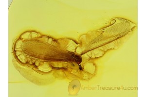 ISOPTERA Great WINGED TERMITE in BALTIC AMBER  75