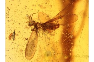 ISOPTERA Great WINGED TERMITE in BALTIC AMBER  788