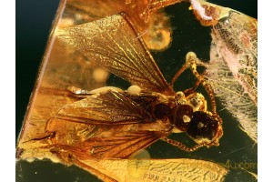 ISOPTERA Nice WINGED TERMITE in BALTIC AMBER  671