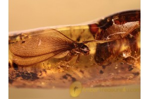 ISOPTERA Spread Wings TERMITE in BALTIC AMBER 876