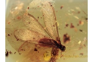 ISOPTERA Spread Wings TERMITE in BALTIC AMBER 1139