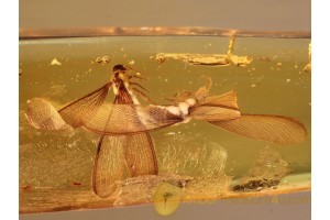 Isoptera TERMITES Mating Position in BALTIC AMBER 821