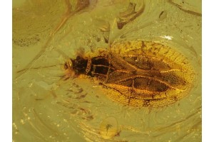 LACE BUG TINGIDAE Inclusion Genuine BALTIC AMBER