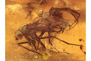 LARGE FLY + SPIDER & MIDGE in BALTIC AMBER 1079