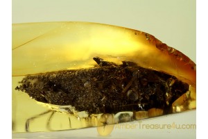 LARVAL CASE w Insect parts in BALTIC AMBER 533