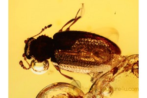LATRIDIID BEETLE Inclusion in BALTIC AMBER 1024