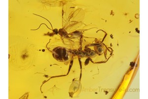 Large ANT & BRACONIDAE WASP in BALTIC AMBER 363