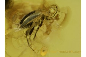 LEIODIDAE Round Fungus BEETLE in BALTIC AMBER 324