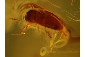 LEIODIDAE Round Fungus BEETLE in BALTIC AMBER 430