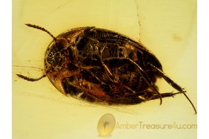 LEIODIDAE Round Fungus BEETLE in BALTIC AMBER 528