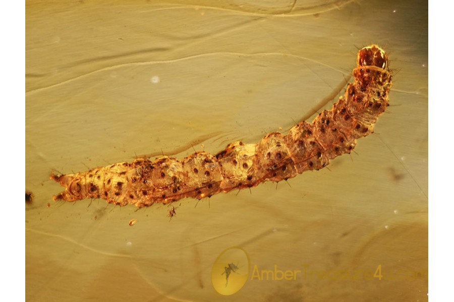 LEPIDOPTERA CATERPILLAR Moth Larvae in BALTIC AMBER 767