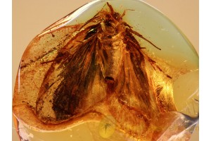 LEPIDOPTERA Huge MOTH in BALTIC AMBER 858