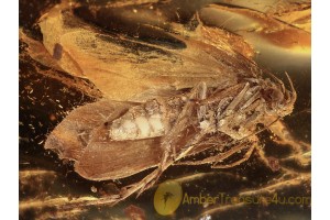 LEPIDOPTERA Huge Nice MOTH in BALTIC AMBER 982