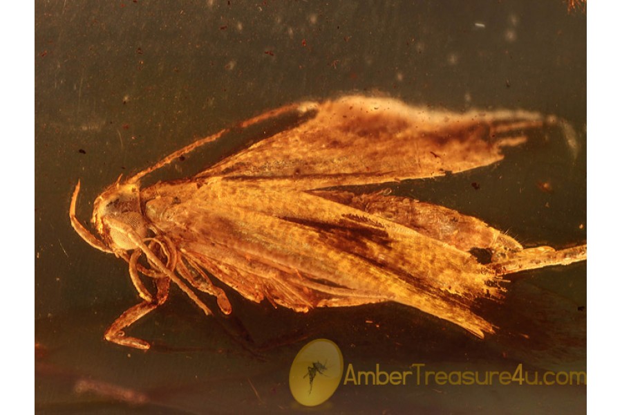 LEPIDOPTERA Nice MOTH in BALTIC AMBER 861