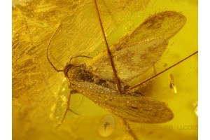 LEPIDOPTERA Superb MOTH & More in BALTIC AMBER 152