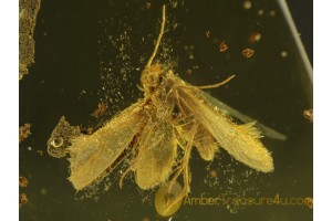 LEPIDOPTERA Superb MOTH  in BALTIC AMBER 353