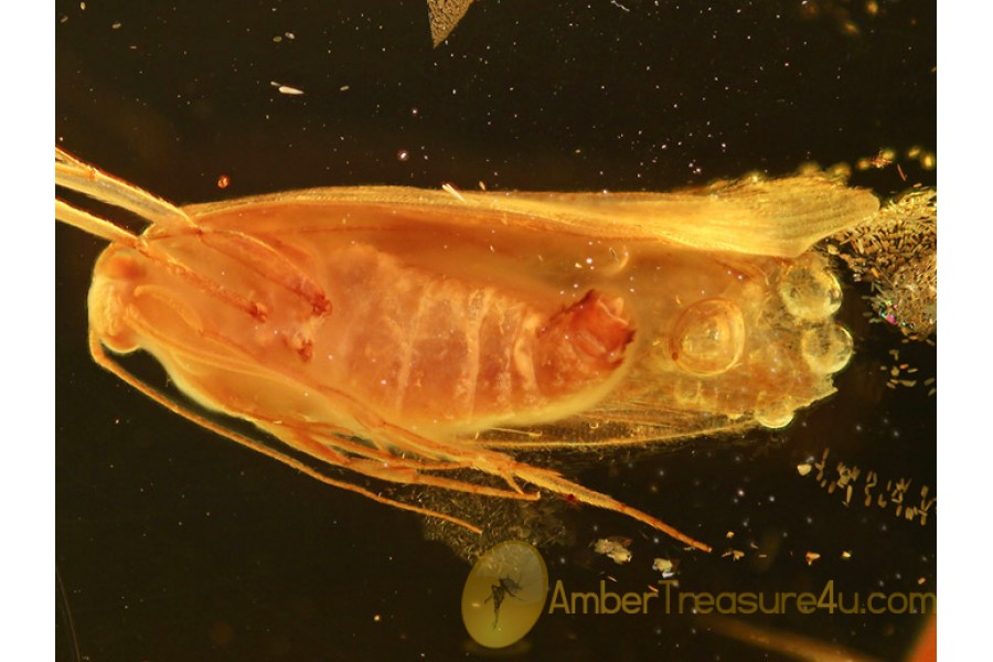 LEPIDOPTERA Superb Preserved Huge MOTH in BALTIC AMBER 771 LEPIDOPTERA Superb Preserved Huge MOTH in BALTIC AMBER 771