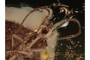 LEPIDOPTERA Superb MOTH  in BALTIC AMBER 1105