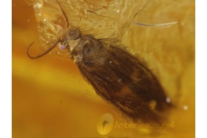 LILAC Eyed CADDISFLY Trichoptera in Genuine BALTIC AMBER 124