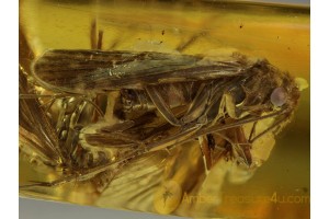 LILAC Eyed CADDISFLY Trichoptera in Genuine BALTIC AMBER 331