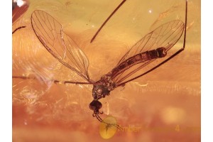 LIMONIIDAE Nice Crane Fly in BALTIC AMBER 1207